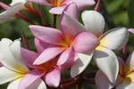 blossom