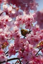 cherry_blossom_bird