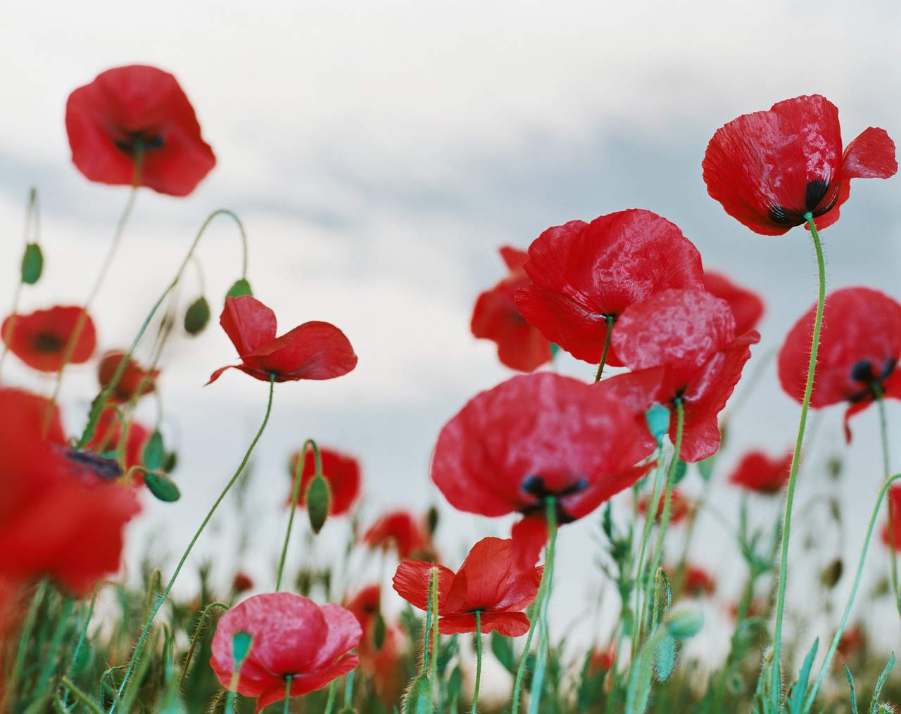 poppies.jpg