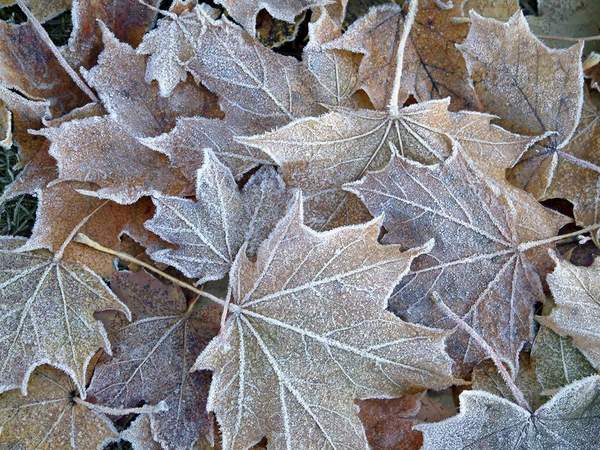 frosty_leaves.jpg