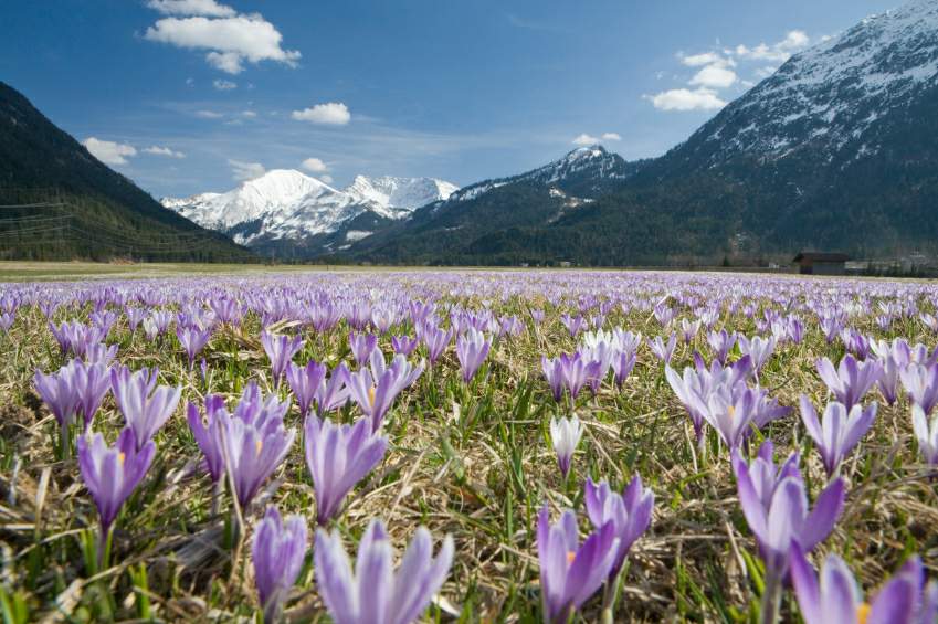 crocus.jpg