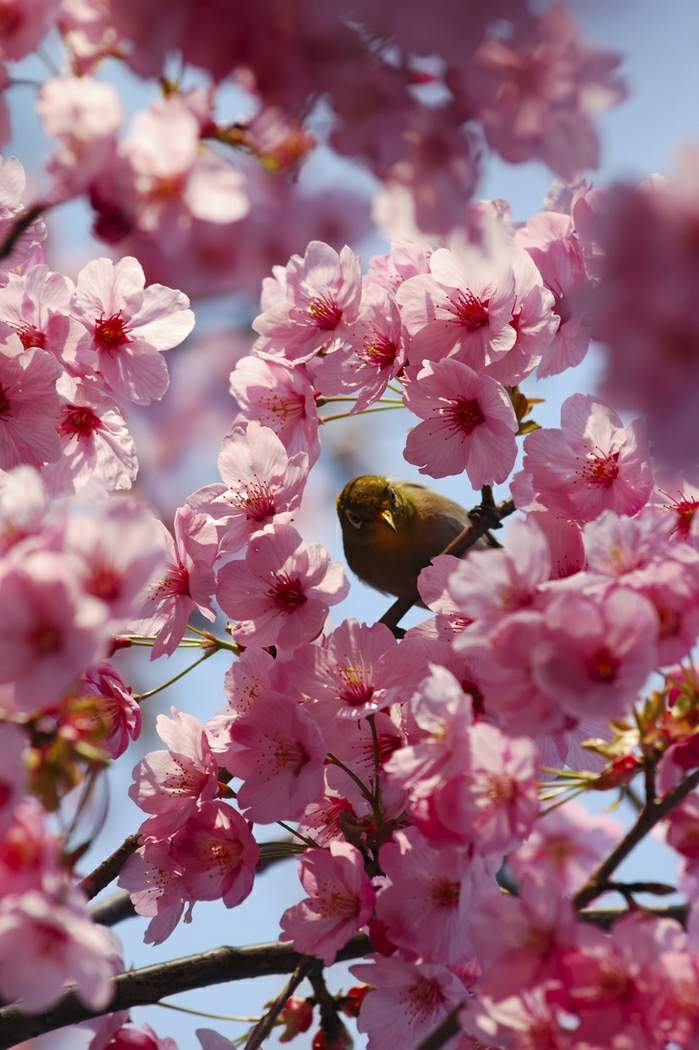 cherry_blossom_bird.jpg
