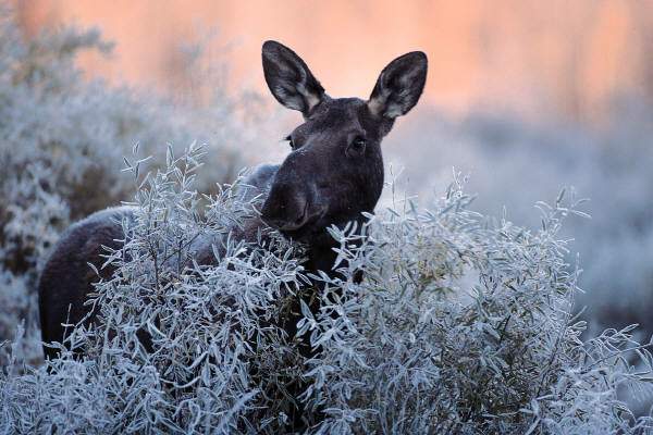 moose_jpg.jpg