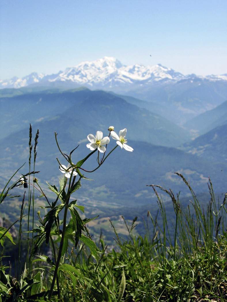 mountain_spring.jpg