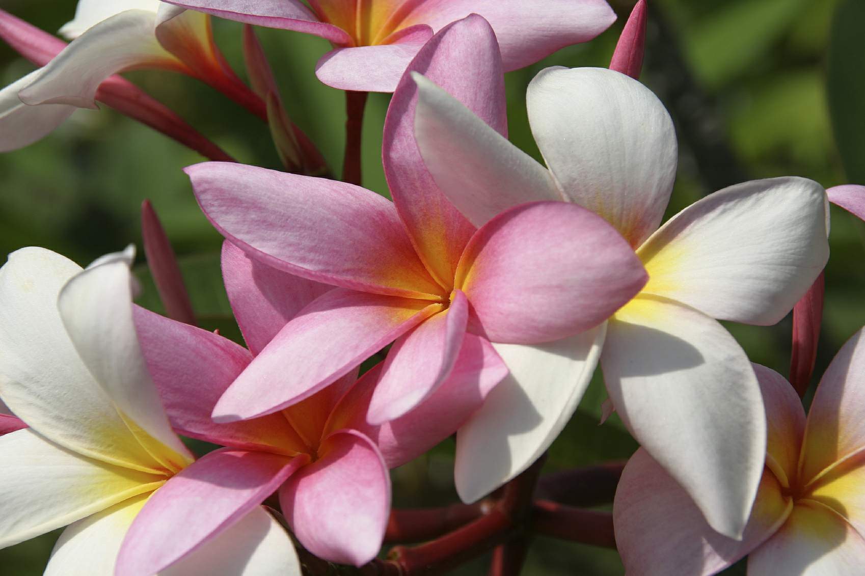 blossom.jpg
