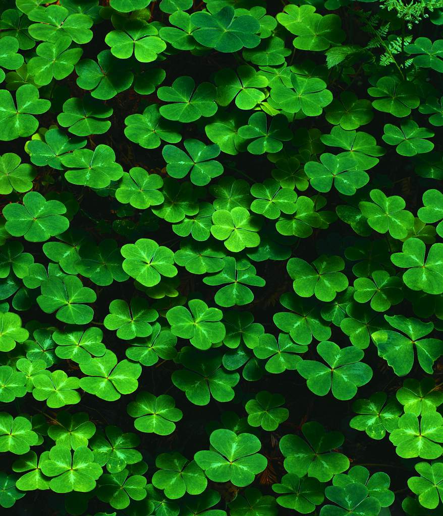 clover.jpg