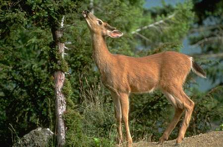 deer.jpg